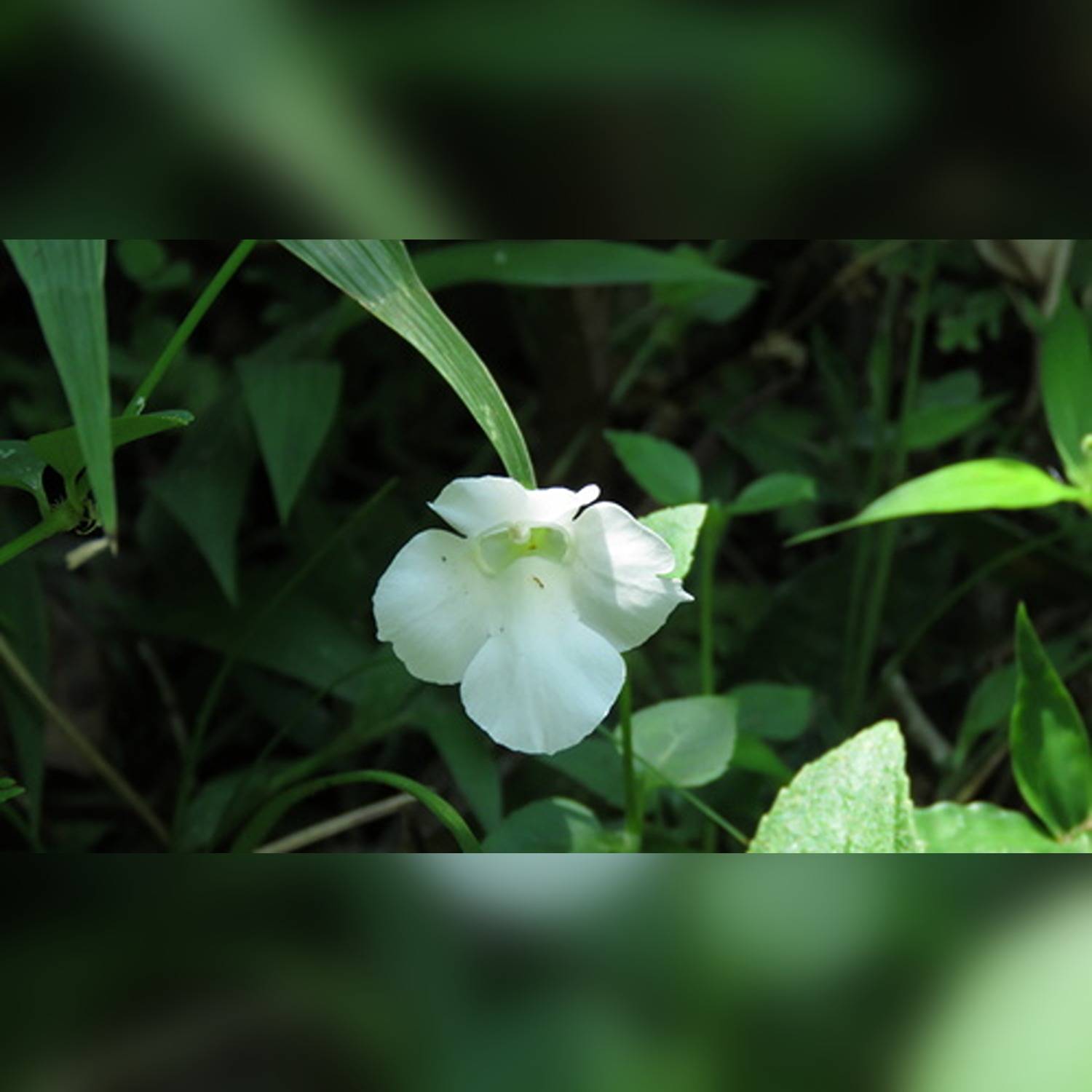 TORENIA SPP. - Image 6