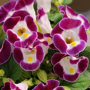 TORENIA