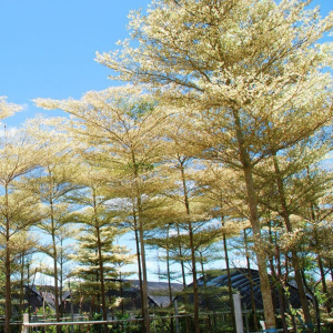 TERMINALIA MANTALY