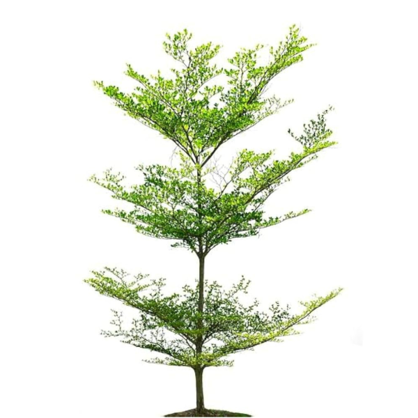 TERMINALIA MANTALY - Image 4