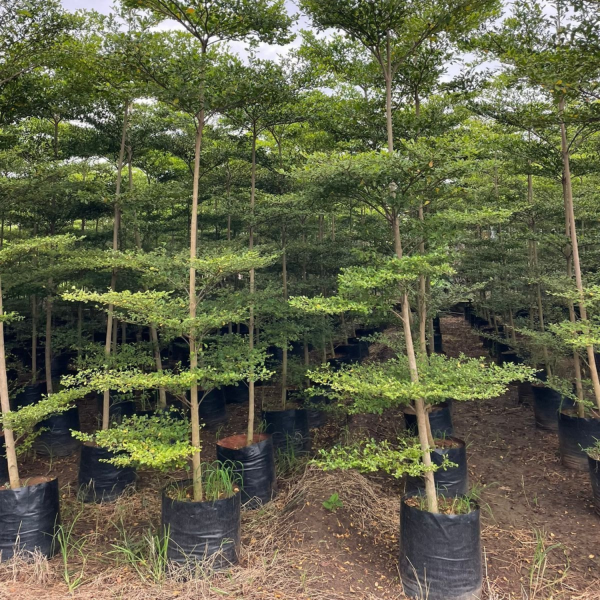 TERMINALIA MANTALY - Image 3