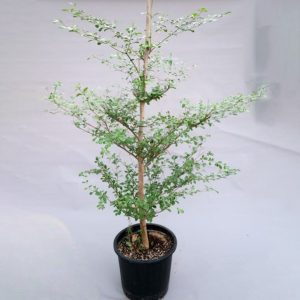 TERMINALIA MANTALY