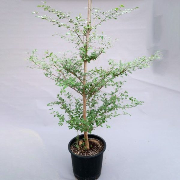 TERMINALIA MANTALY