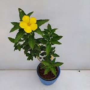 TURNERA ULMIFOLIA