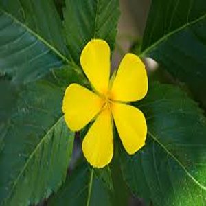 TURNERA ULMIFOLIA