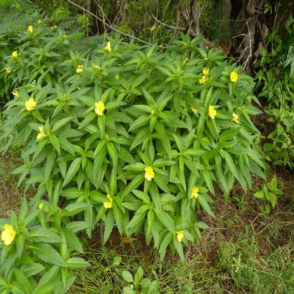 TURNERA ULMIFOLIA - Image 3