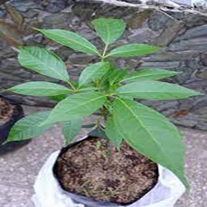 TABEBUIA ARGENTEA