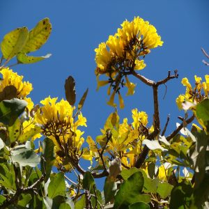 TABEBUIA ARGENTEA
