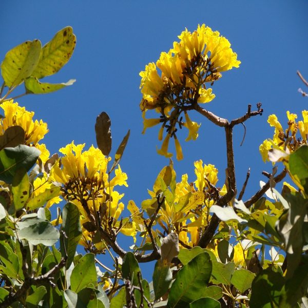 TABEBUIA ARGENTEA - Image 2