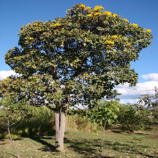 TABEBUIA ARGENTEA - Image 3