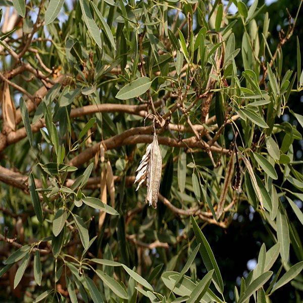 TABEBUIA ARGENTEA - Image 4