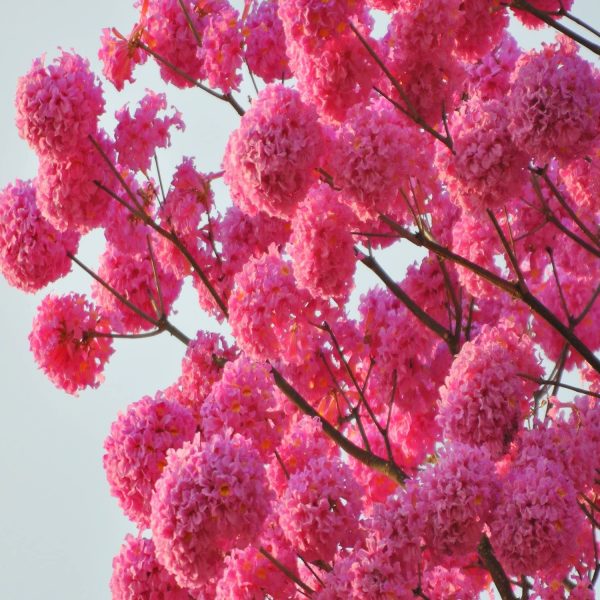TABEBUIA AVALANDA - Image 3
