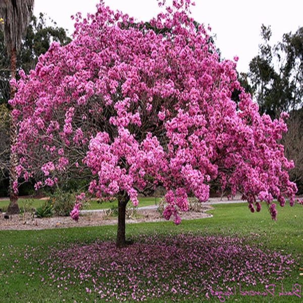 TABEBUIA AVALANDA - Image 4