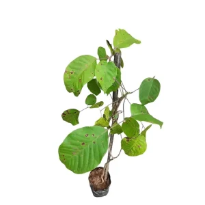TABEBUIA AVALANDA