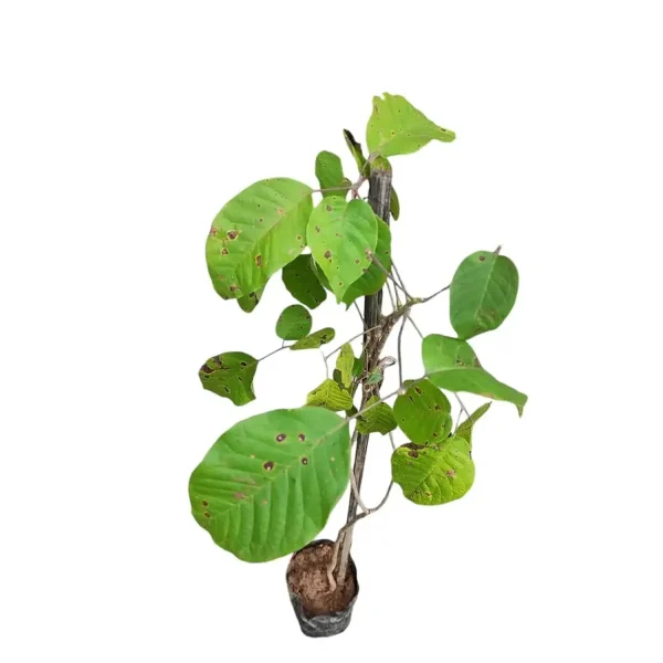 TABEBUIA AVALANDA