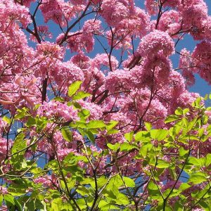 TABEBUIA AVALANDA