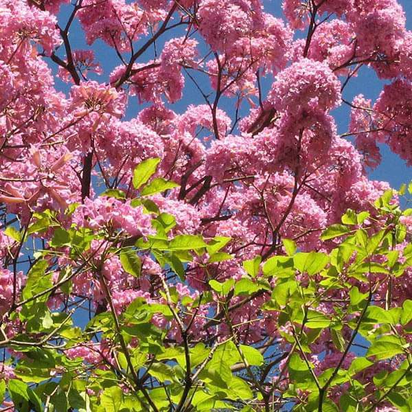 TABEBUIA AVALANDA - Image 2