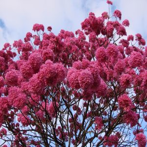 TABEBUIA IMPETIGINOSA