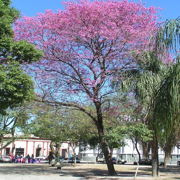 TABEBUIA IMPETIGINOSA - Image 3