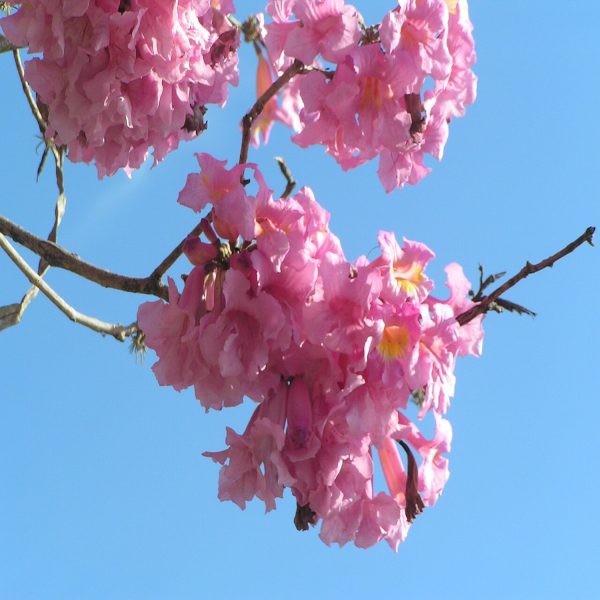 TABEBUIA IMPETIGINOSA - Image 4