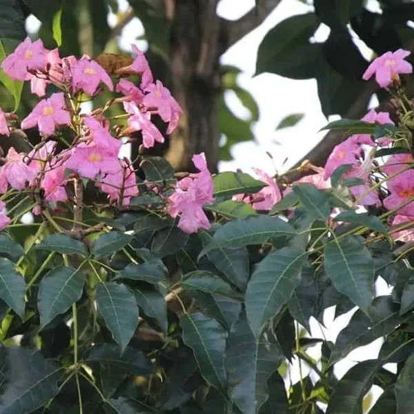 TABEBUIA ROSEA - Image 4