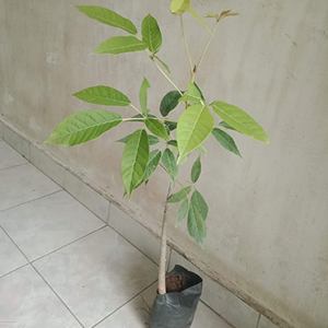 TABEBUIA ROSEA