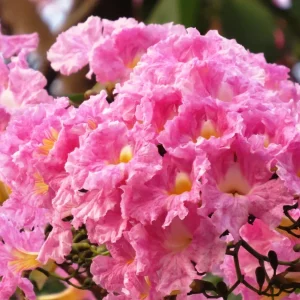TABEBUIA ROSEA