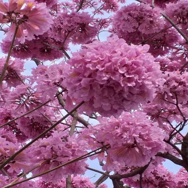 TABEBUIA ROSEA - Image 3