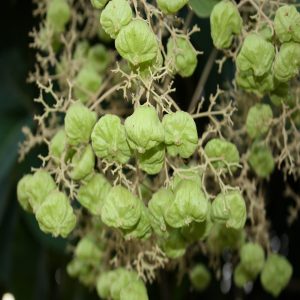 TECTONA SPECIES