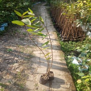 TERMINALIA ARJUNA