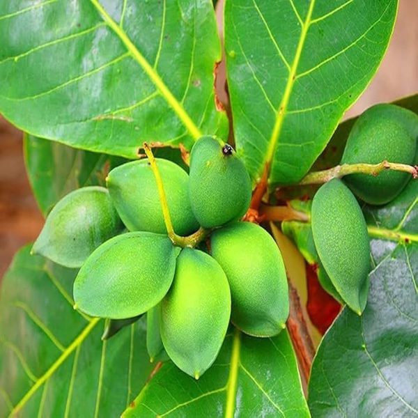 TERMINALIA CATAPPA - Image 4