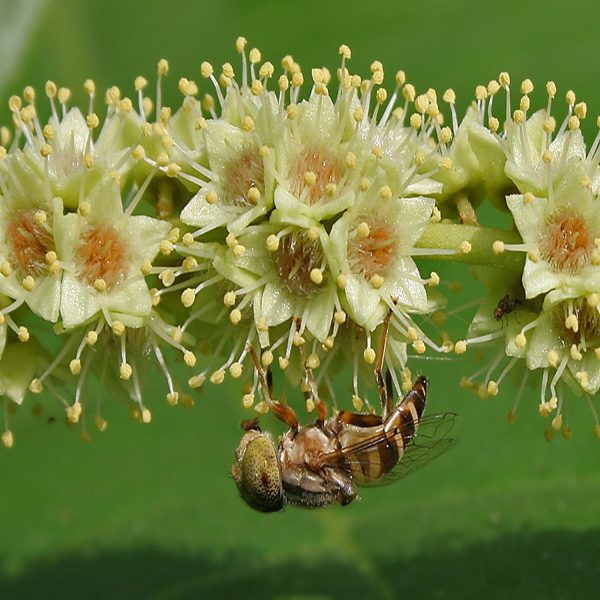 TERMINALIA CATAPPA - Image 2