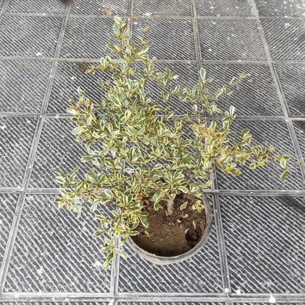 TERMINALIA MANTALY VARIEGATA