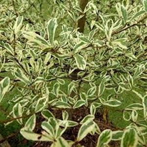 TERMINALIA MANTALY VARIEGATA