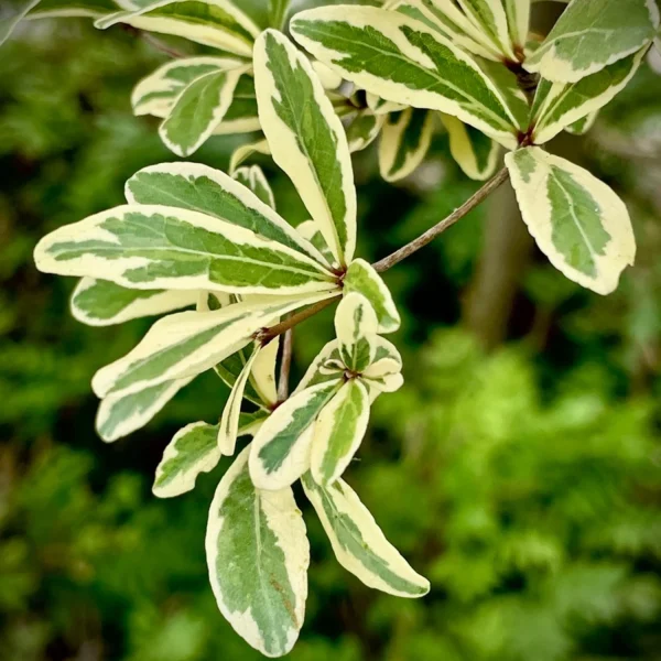 TERMINALIA MANTALY VARIEGATA - Image 3