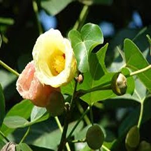 THESPESIA POPULNEA