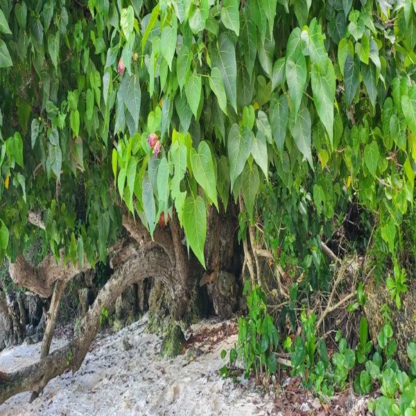 THESPESIA POPULNEA - Image 3