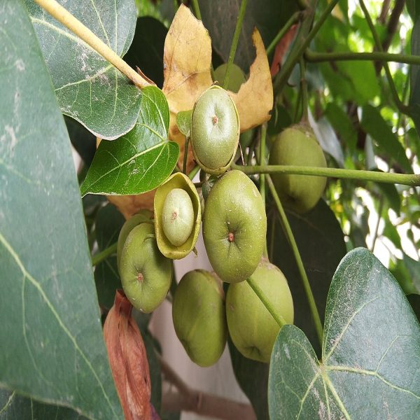 THESPESIA POPULNEA - Image 4