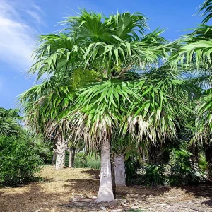 THRINAX PARVIFLORA