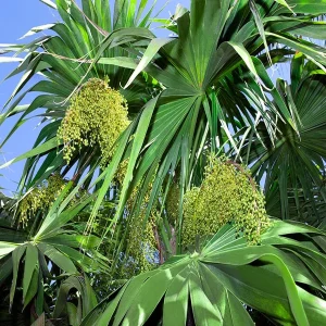 THRINAX PARVIFLORA