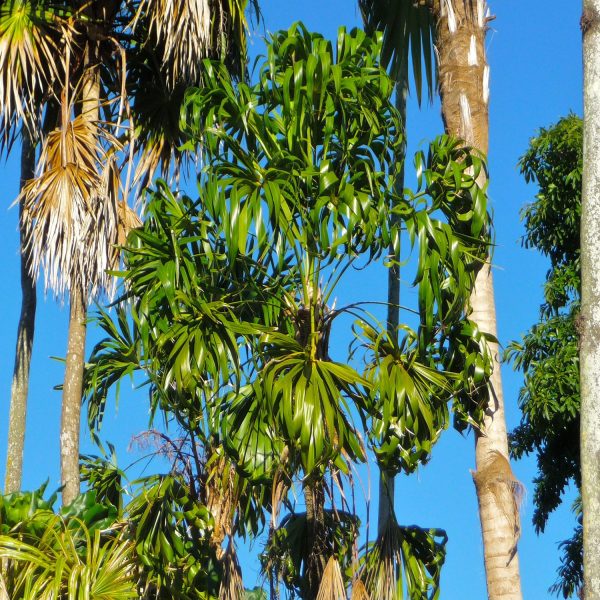 THRINAX PARVIFLORA - Image 3