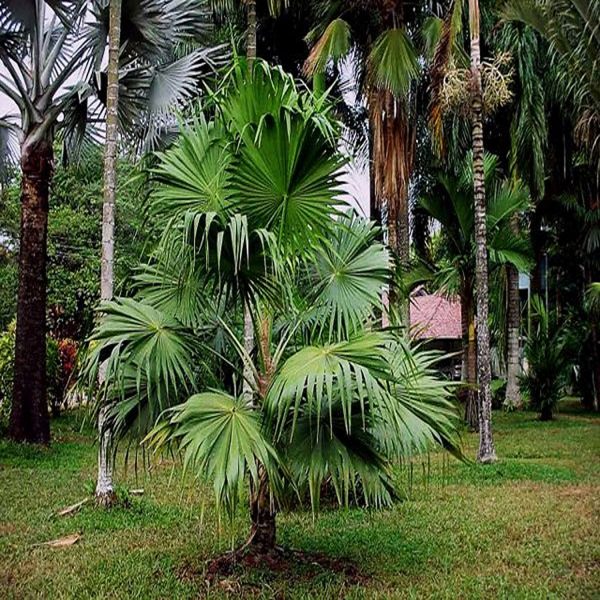 THRINAX PARVIFLORA - Image 4