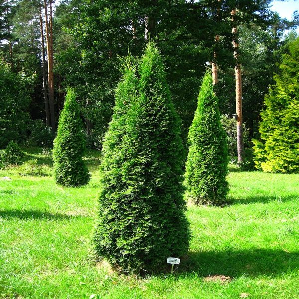 THUJA COMPACTA - Image 3