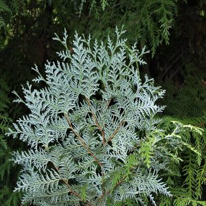 THUJA COMPACTA