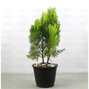 THUJA COMPACTA