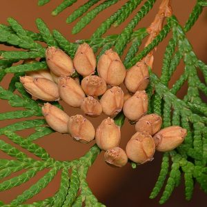 THUJA OCCIDENTALIS