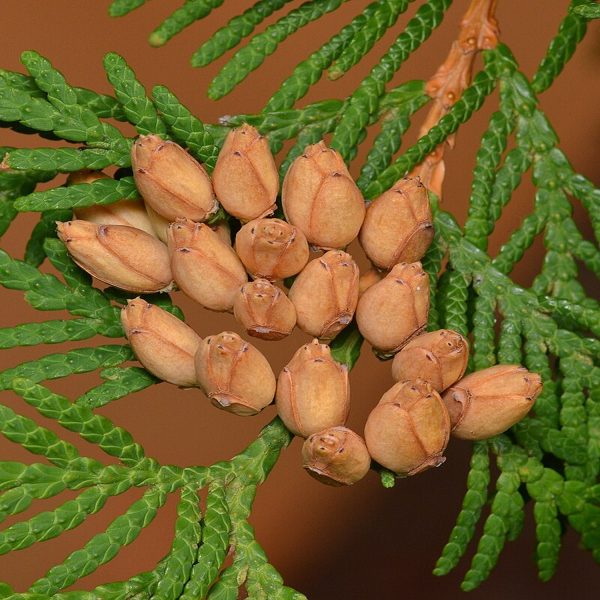 THUJA OCCIDENTALIS - Image 2