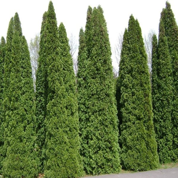 THUJA OCCIDENTALIS - Image 3