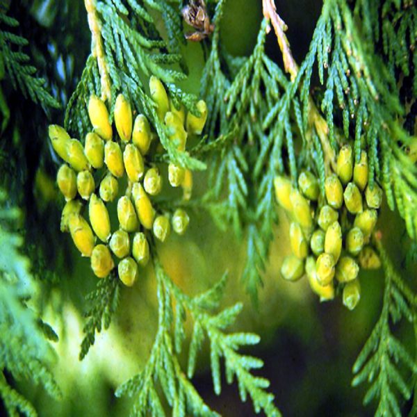 THUJA OCCIDENTALIS - Image 4
