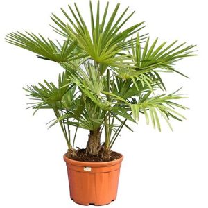 TRACHYCARPUS FORTUNEI WAGNERIANUS